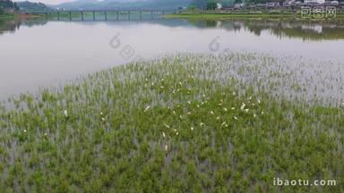 生态环境湿地白鹭栖息